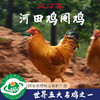 【长汀河田鸡】林间散养吃五谷杂粮 礼盒包装 冷链速运 商品缩略图1