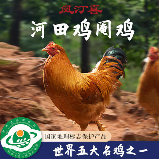 【长汀河田鸡】林间散养吃五谷杂粮 礼盒包装 冷链速运 商品图1