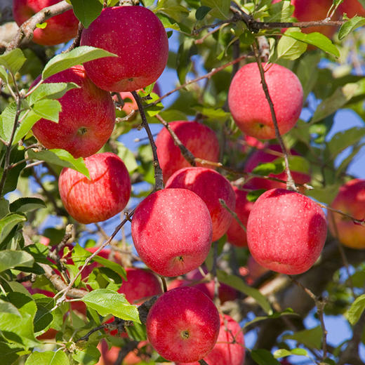 静宁红富士12枚装80-85果 商品图0