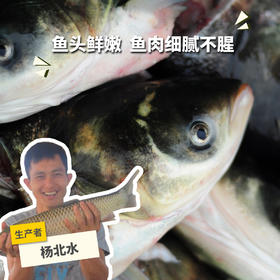 生态大头鱼分段 （冷冻，全国可下单）| 绿家自产 * Eco-bighead Carp | Self-production