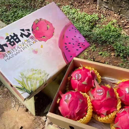【顺丰】海南金都一号红心火龙果礼盒装 商品图3