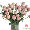 外购多头玫瑰-酷皮 商品缩略图0