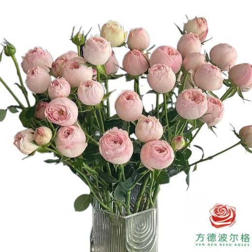 外购多头玫瑰-酷皮 商品图0