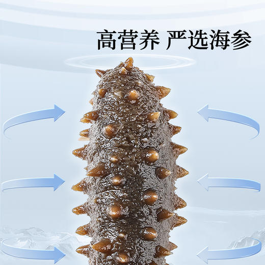 【正宗同仁堂品牌】北京同仁堂 青源堂  淡干海参250克  高蛋白高营养SY 商品图4