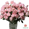 外购多头玫瑰-蜜粉朱丽叶 商品缩略图1