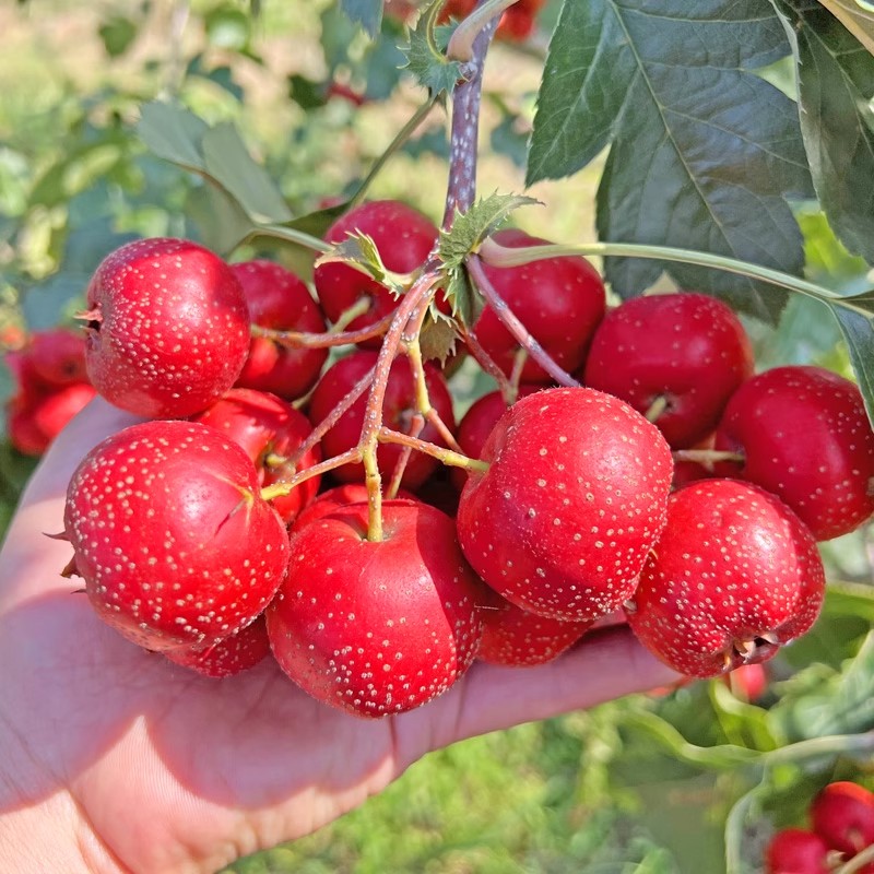 头茬新鲜山楂果 酸甜软糯