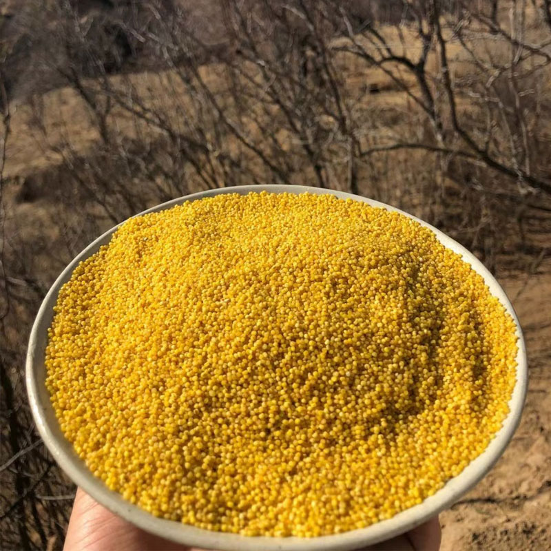 2025新米山东沂蒙山米脂黄小米