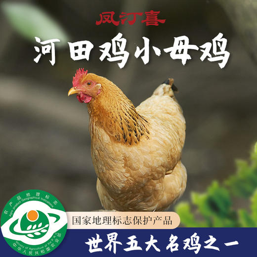 【长汀河田鸡】林间散养吃五谷杂粮 礼盒包装 冷链速运 商品图0