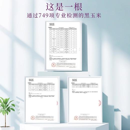 东北田里有草甜糯黑玉米/黄甜糯玉米 含花青素 配料干净 商品图3