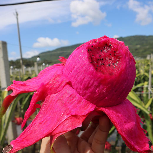 【顺丰】海南金都一号红心火龙果礼盒装 商品图4