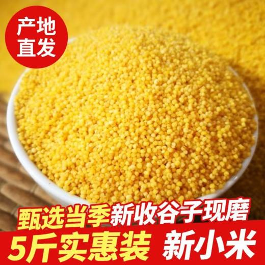 天山小米新米五谷杂粮煮粥香甜米油黄月子米熬粥佳品 商品图3