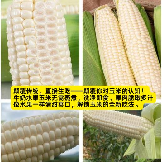 【分销】一口爆汁的牛奶玉米   可生吃无负担，淡淡奶香味，皮薄汁多超清爽，一口沦陷 商品图1