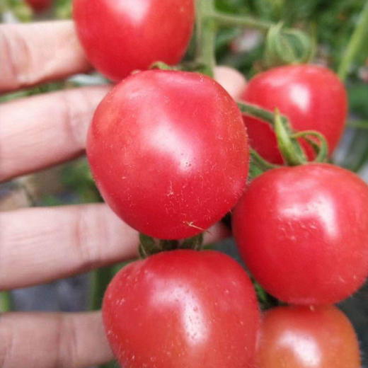 【顺丰】山东头茬千禧圣女果 清甜爽口，脆嫩多汁 商品图2