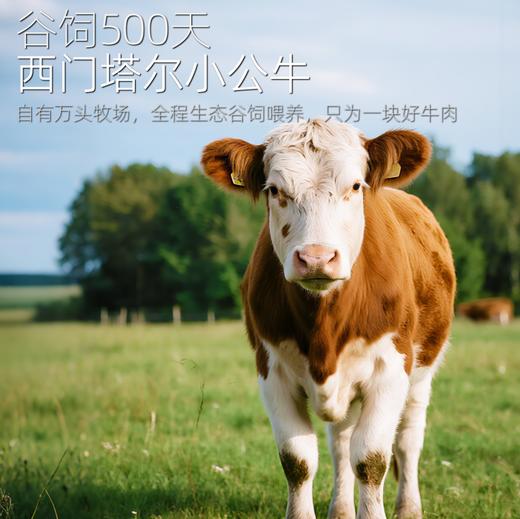 商都恒昌牛肉牛排国产新鲜日期谷饲万亩自控牧场中餐牛肉72小时排酸生长500天左右公牛肉顺丰包邮 商品图9