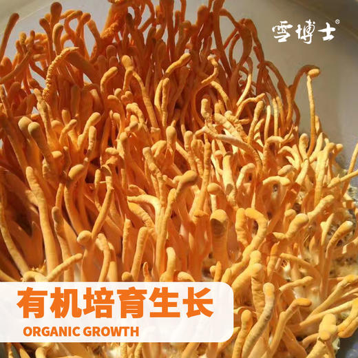 【厂商直发】有机虫草花东北特产煲汤火锅菌菇干货孢子不熏硫包邮 商品图4