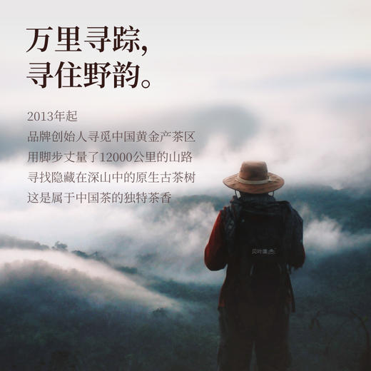 贝叶集松风野生古树红茶松风75g 商品图1
