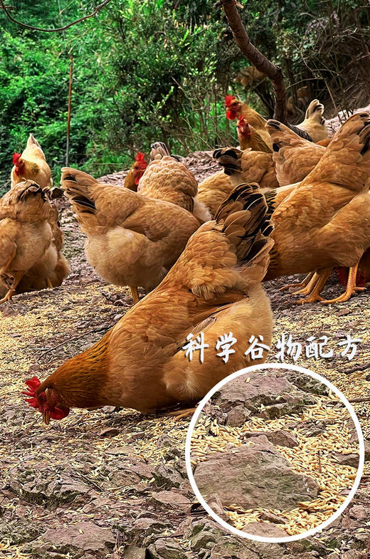 【长汀河田鸡】林间散养吃五谷杂粮 礼盒包装 冷链速运 商品图2