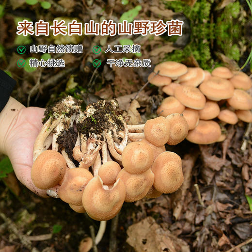 她念她乡 有机榛蘑 干蘑菇 80g/盒 商品图3