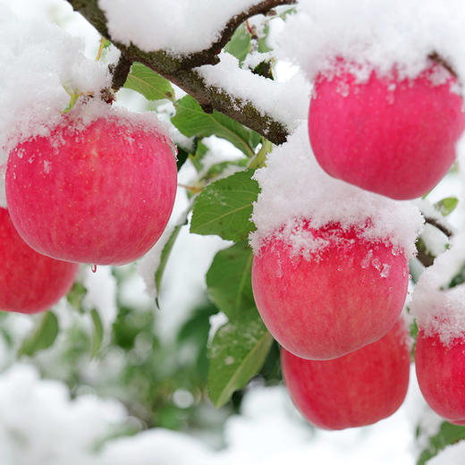 静宁红富士24枚80果 商品图0