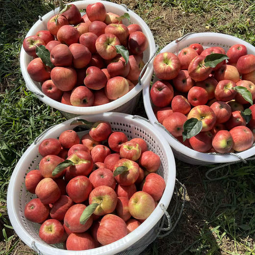 云南昭通高原冰糖心丑苹果脆甜多汁 商品图6