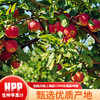 【顺丰包邮】超高压HPP生榨苹果汁99.99%纯鲜榨红玫瑰苹果榨汁一整箱新鲜果汁 商品缩略图3