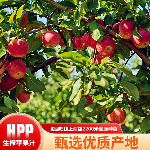 【顺丰包邮】超高压HPP生榨苹果汁99.99%纯鲜榨红玫瑰苹果榨汁一整箱新鲜果汁 商品图3