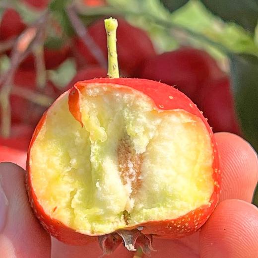 头茬新鲜山楂果 酸甜软糯 商品图1