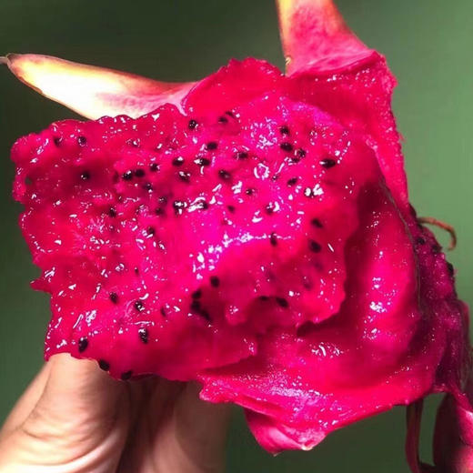 【顺丰】海南金都一号红心火龙果礼盒装 商品图2