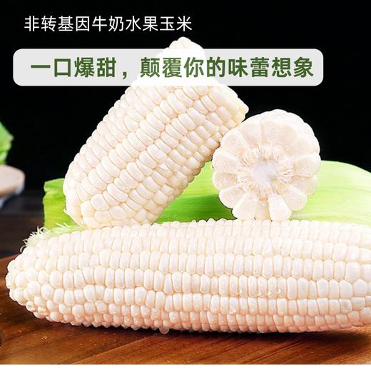 【分销】一口爆汁的牛奶玉米   可生吃无负担，淡淡奶香味，皮薄汁多超清爽，一口沦陷 商品图0
