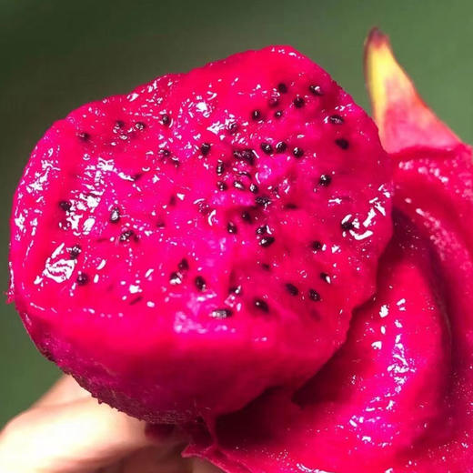 【顺丰】海南金都一号红心火龙果礼盒装 商品图1