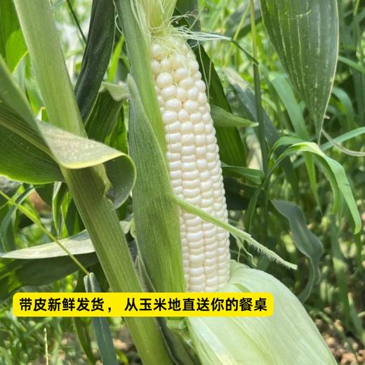 【分销】一口爆汁的牛奶玉米   可生吃无负担，淡淡奶香味，皮薄汁多超清爽，一口沦陷 商品图2