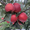 云南昭通高原冰糖心丑苹果脆甜多汁 商品缩略图8