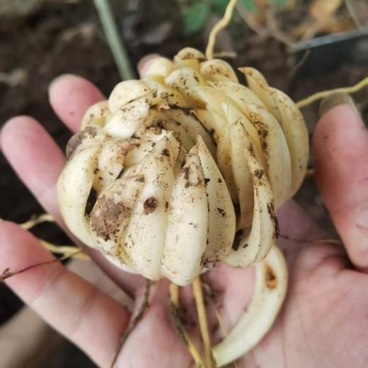 野生百合干 | 公平贸易 |*Wild Dried lily 商品图3