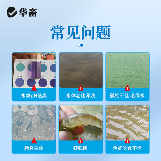 华畜乳酸菌浓缩粉发酵水产养殖专用复合芽孢杆菌有益生菌原种液药 商品图0