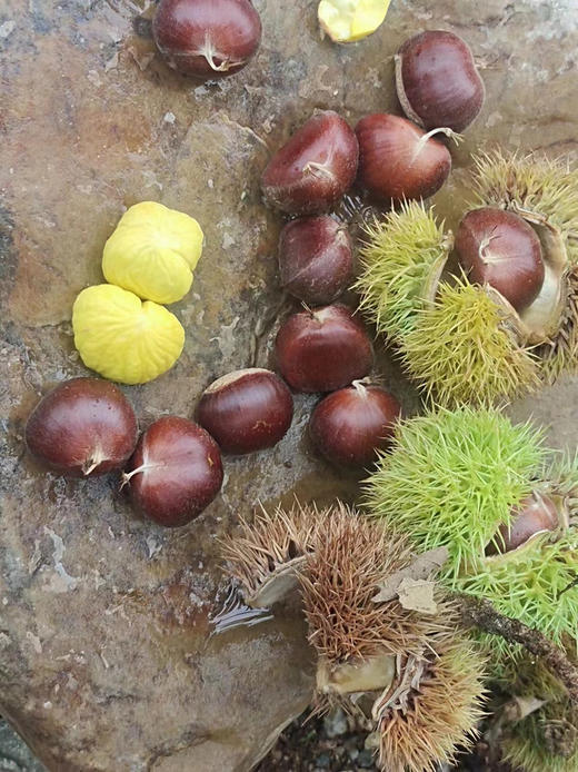 【迁西板栗】品种优异，迀西核心产地，品种发源地，单一黄金生长区，精心种植，科学管理-CC 商品图3