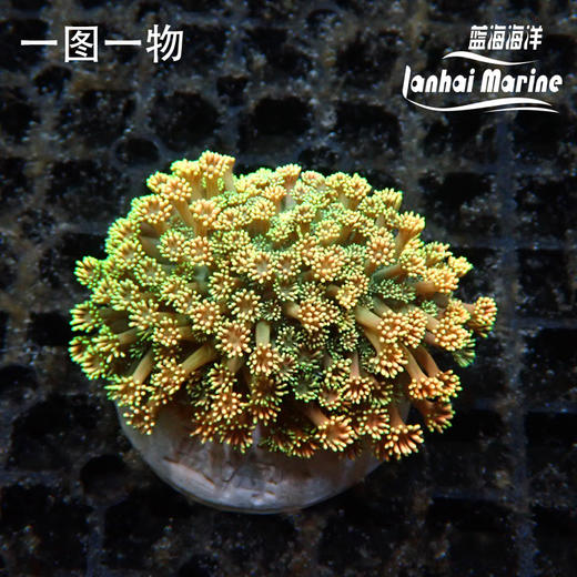 人工彩色宝石花 商品图2