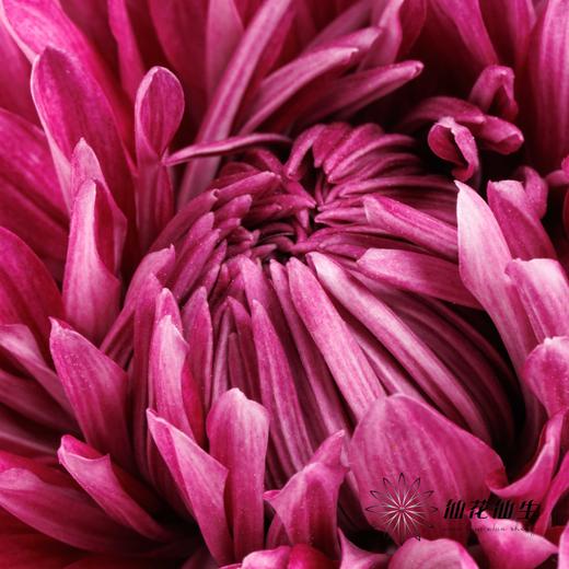 小菊 | 大头菊D457【新品测试，折痕瑕疵不售后，介意慎拍】 商品图3