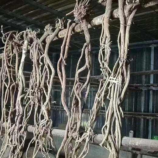 【野生黄芪】正宗野生黄芪 新货包邮 商品图6