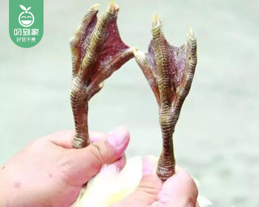 姥家来菌草白骛鸭礼盒（冷冻）/1只（780-900g）生产日期：25年11月补单专用 商品图3