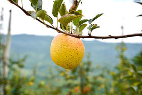 【云南维纳斯黄金苹果】甜蜜诱人，金黄果肉酥脆爽口，皮薄肉脆果汁四溢 发顺丰-CC