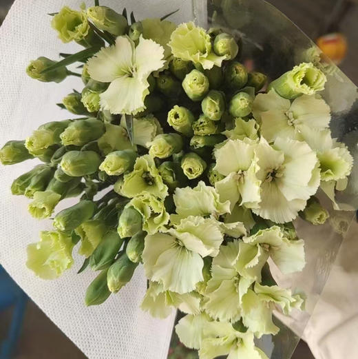 多头康乃馨.布恩 商品图0