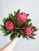 花中贵族~公主花，花色绚丽，缤纷多彩，花瓣呈半开状态，有着含蓄的美
养护极其简单，只要插入水里就可以，花期很长，插完以后还可以作为干花，保存很长一段时间都不会褪色！一束三支 商品缩略图0