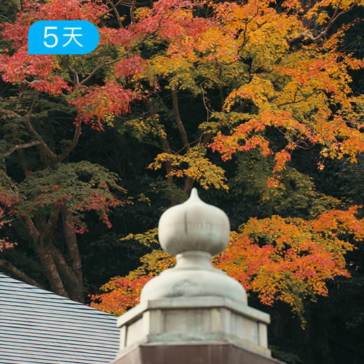 日本熊野古道丨精华版36KM 三大温泉体验   枫叶季 5日 商品图1