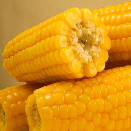 【1箱12根】禾味仙 黄糯玉米（单根14公分，240g以上） 商品图1