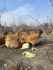 每月一囤！【预售】【散养土鸡蛋】纯粮慢养+散放觅食，拒绝激素、抗生素，拒绝高密度笼养，拒绝速成鸡，生态间小群散养。 商品缩略图5