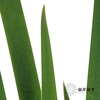 叶材| 鸢尾叶 商品缩略图4