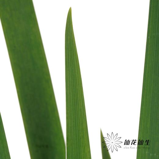 叶材| 鸢尾叶 商品图4