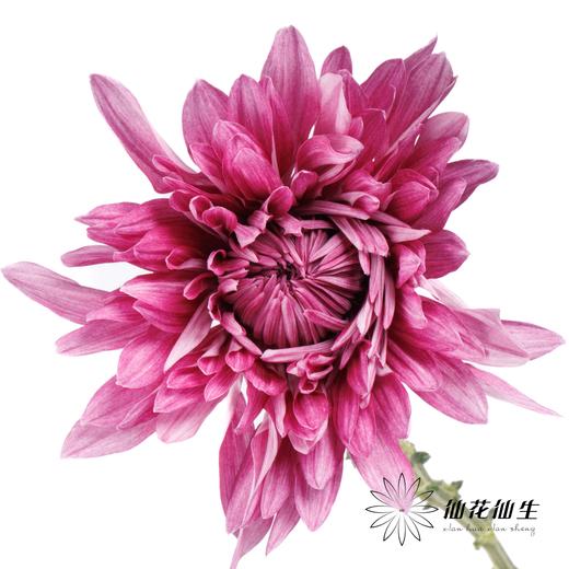 小菊 | 大头菊D457【新品测试，折痕瑕疵不售后，介意慎拍】 商品图4