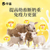 华畜母猪催奶下奶牛羊兽用奶多多饲料添加剂母畜产后催乳增奶霸王 商品缩略图4
