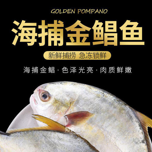 海捕深海金鲳鱼 鳞片细小 肉质鲜嫩 商品图0
